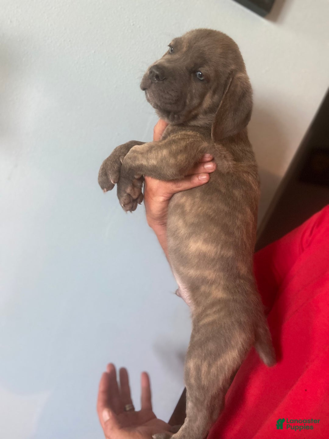 Cane Corso dogs for sale: Black Collar - Image 3