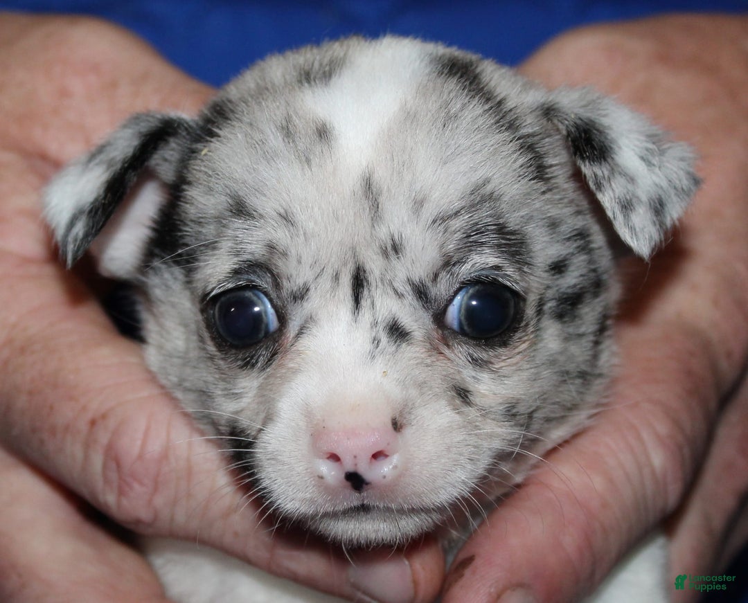 Chihuahua dogs for sale: Ian - Image 7