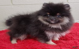 Pomeranian dogs for sale: Danny - Image 1