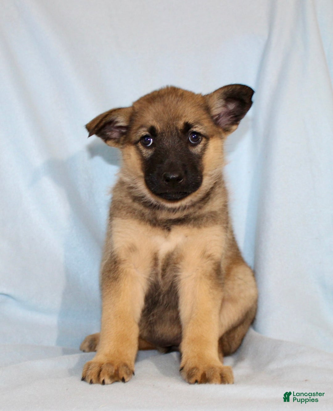 German Shepherd dogs for sale: Treva - Image 2