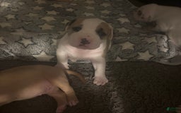 American Bully dogs for sale: Titan - Image 1