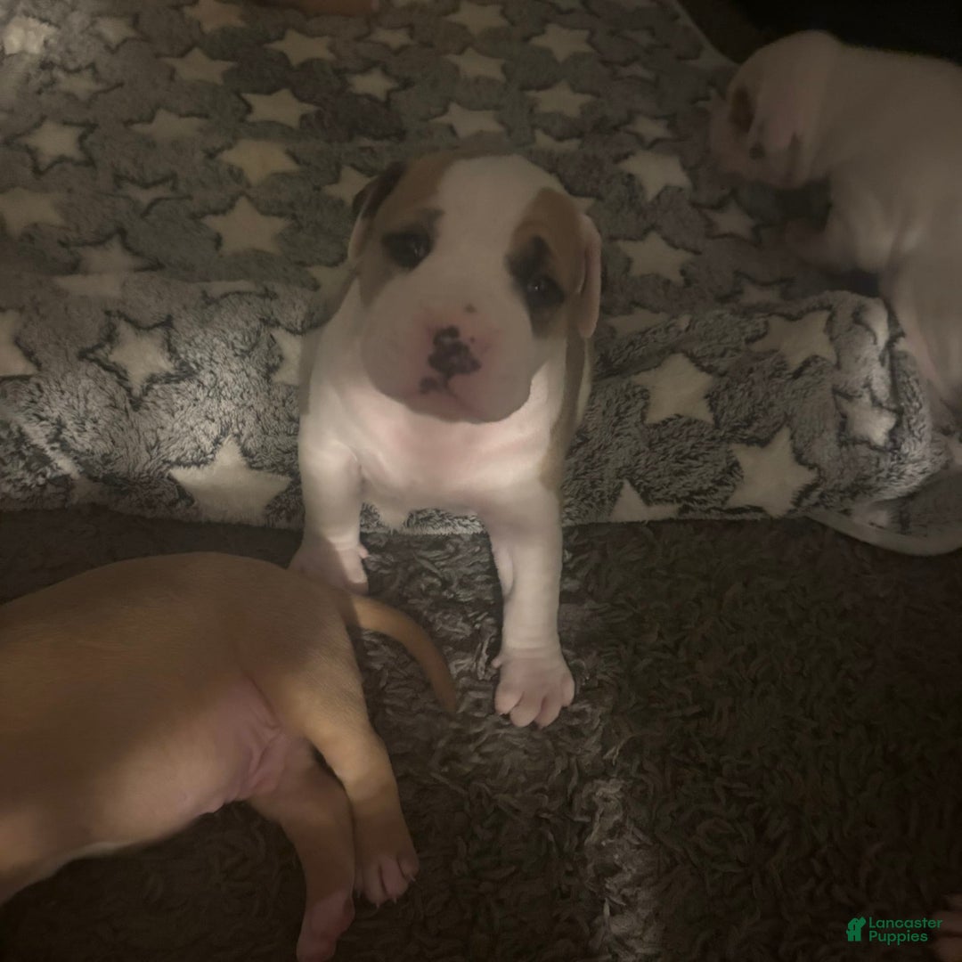 American Bully dogs for sale: Titan - Image 1
