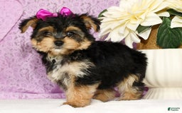 Yochon dogs for sale: York-Chon 5 puppies - Image 5