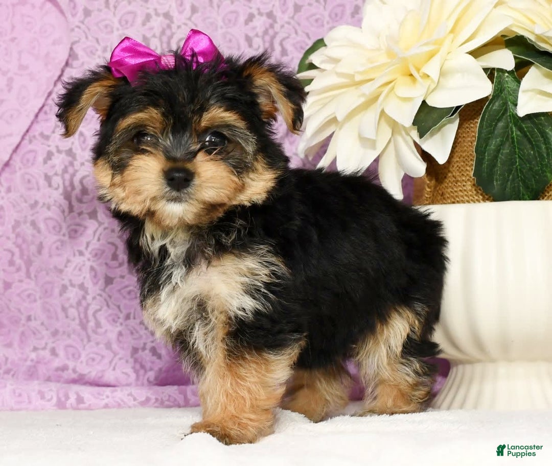 Yochon dogs for sale: York-Chon 5 puppies - Image 5