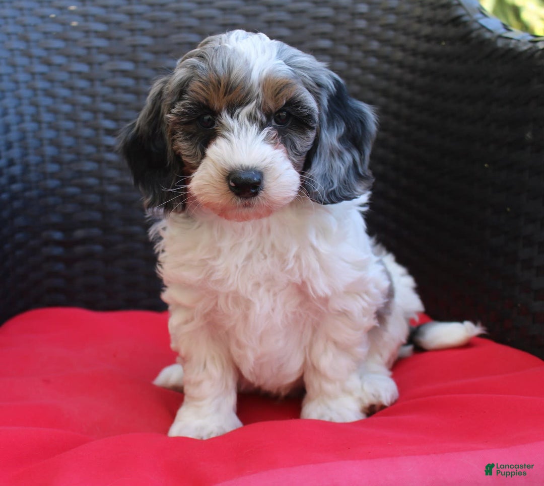 Mini Goldendoodle dogs for sale: Tyler - Image 4