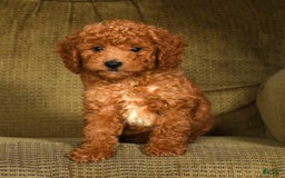 Mini Goldendoodle dogs for sale: Roger - Image 7