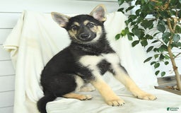 Gerberian Shepsky dogs for sale: Marigold - Image 3