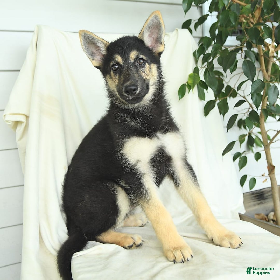 Gerberian Shepsky dogs for sale: Marigold - Image 3