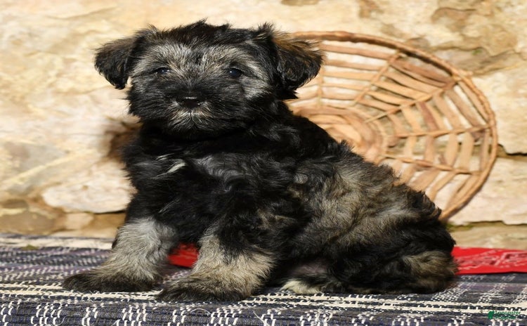 Miniature Schnauzer dogs for sale - Ad 5