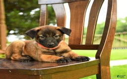 Belgian Malinois dogs for sale: Apple - Image 4