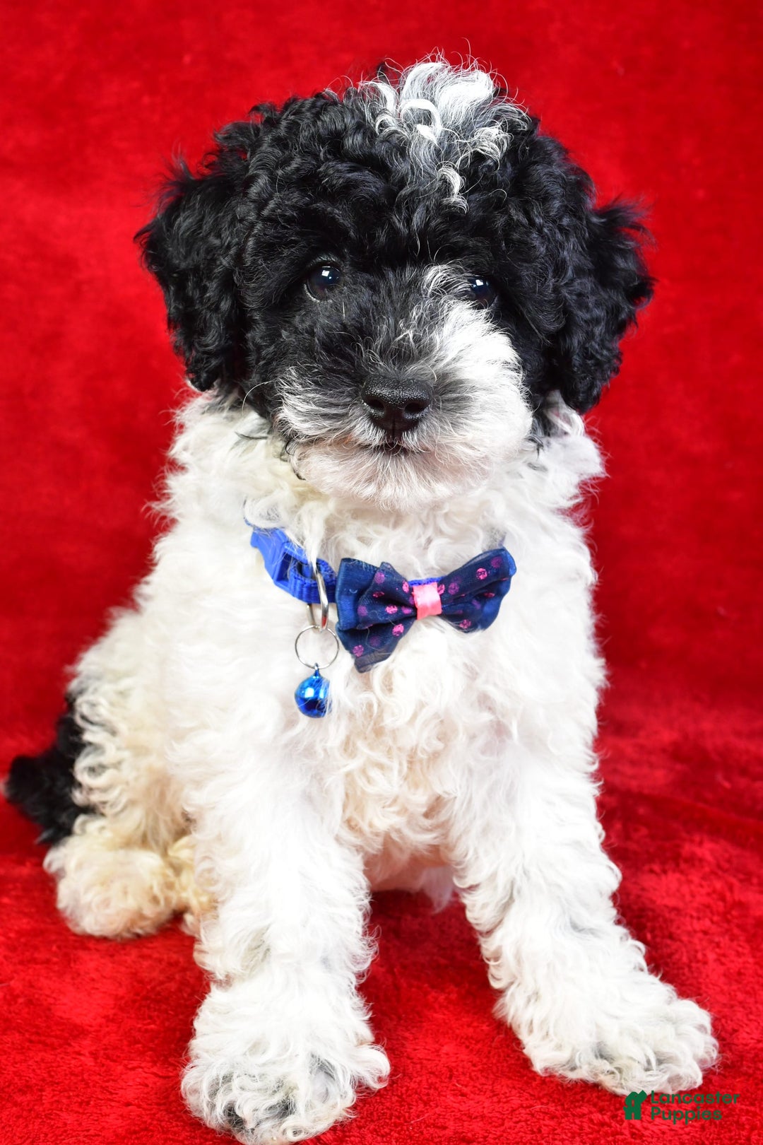 Miniature Poodle dogs for sale: Logan - Image 1