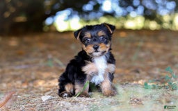Yorkshire Terrier dogs for sale: Cooper - Image 1