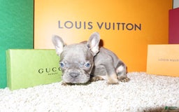 French Bulldog dogs for sale: Pluto - Image 4