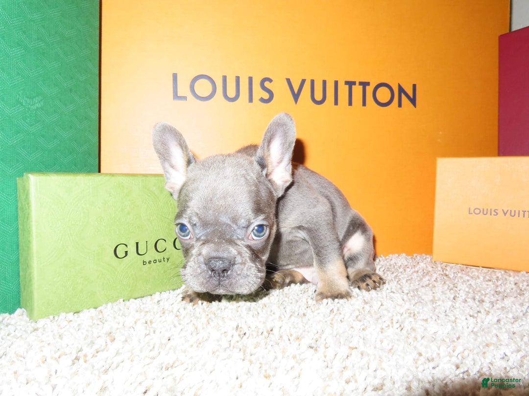 French Bulldog dogs for sale: Pluto - Image 4