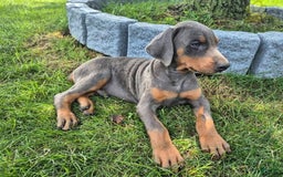 Doberman Pinscher dogs for sale: Milo - Image 2