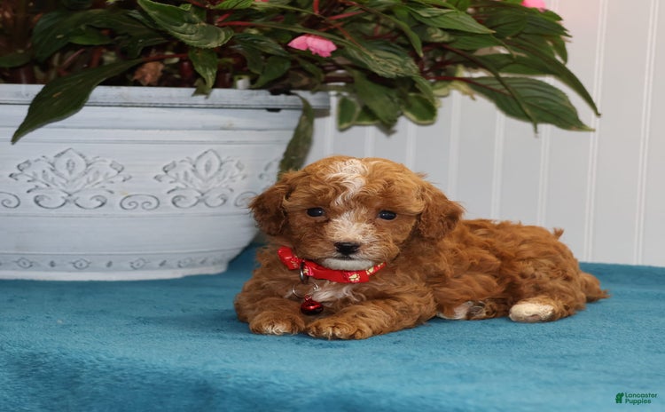 Toy Poodle dogs for sale - Ad 1