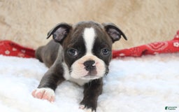 Boston Terrier dogs for sale: Dexter - Image 2