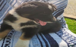 Australian Shepherd dogs for sale: Sophie - Image 6
