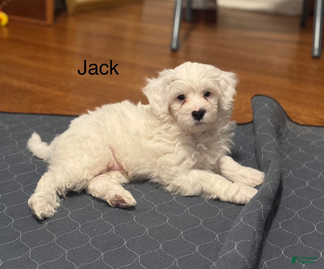 Mini Bernedoodle dogs for sale: Jack - Image 7