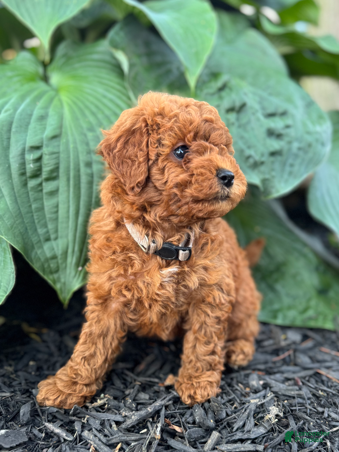 Mini Goldendoodle dogs for sale: Leeli - Image 3