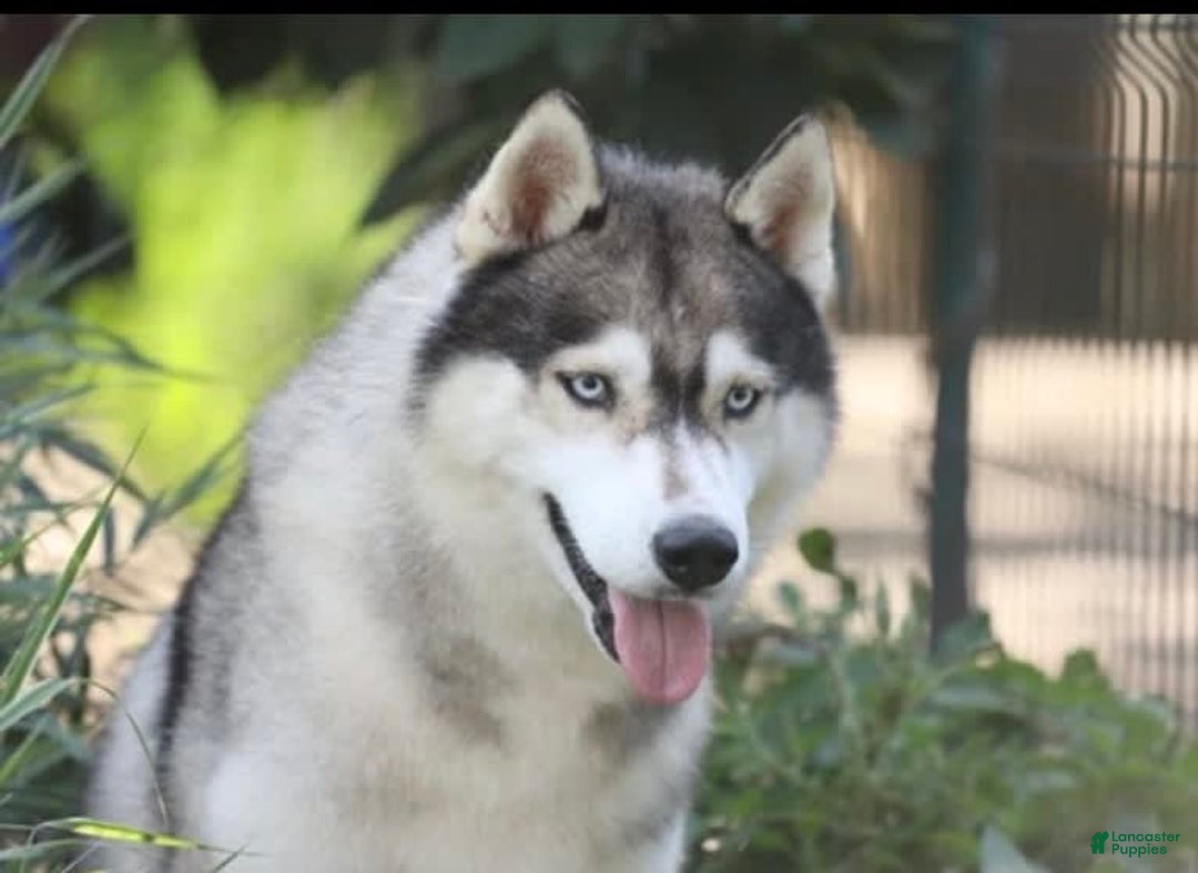 Siberian Husky dogs for sale: Koji - Image 3