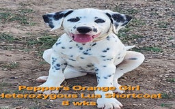 Dalmatian dogs for sale: Peppers Orange Girl - Image 8