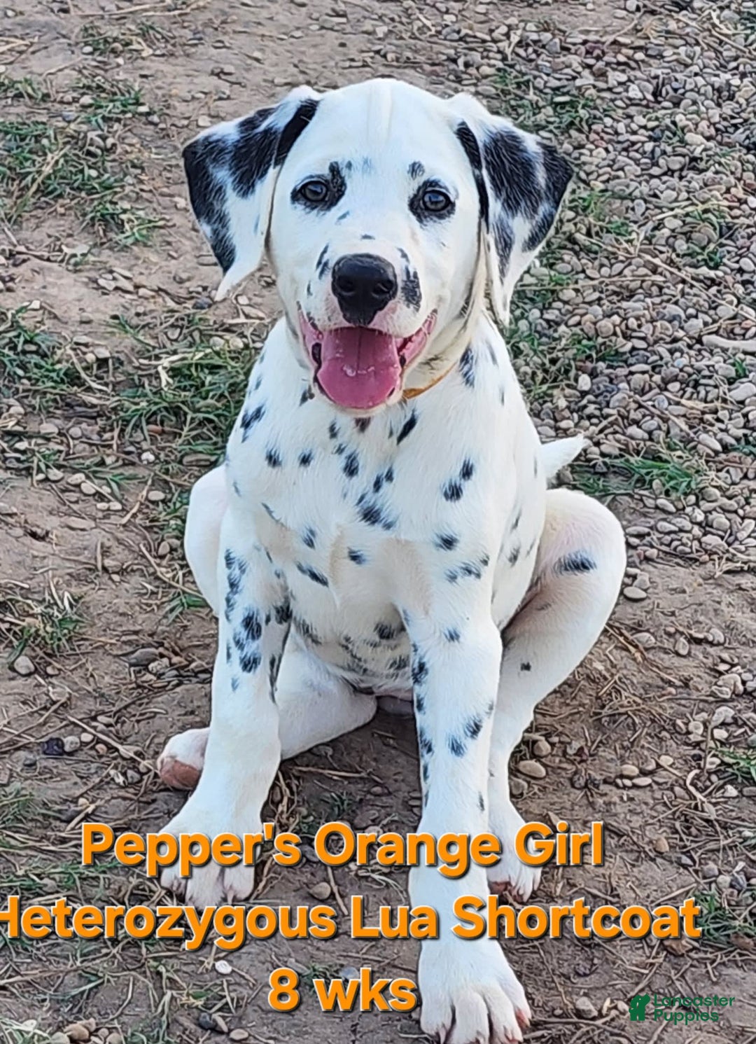 Dalmatian dogs for sale: Peppers Orange Girl - Image 8