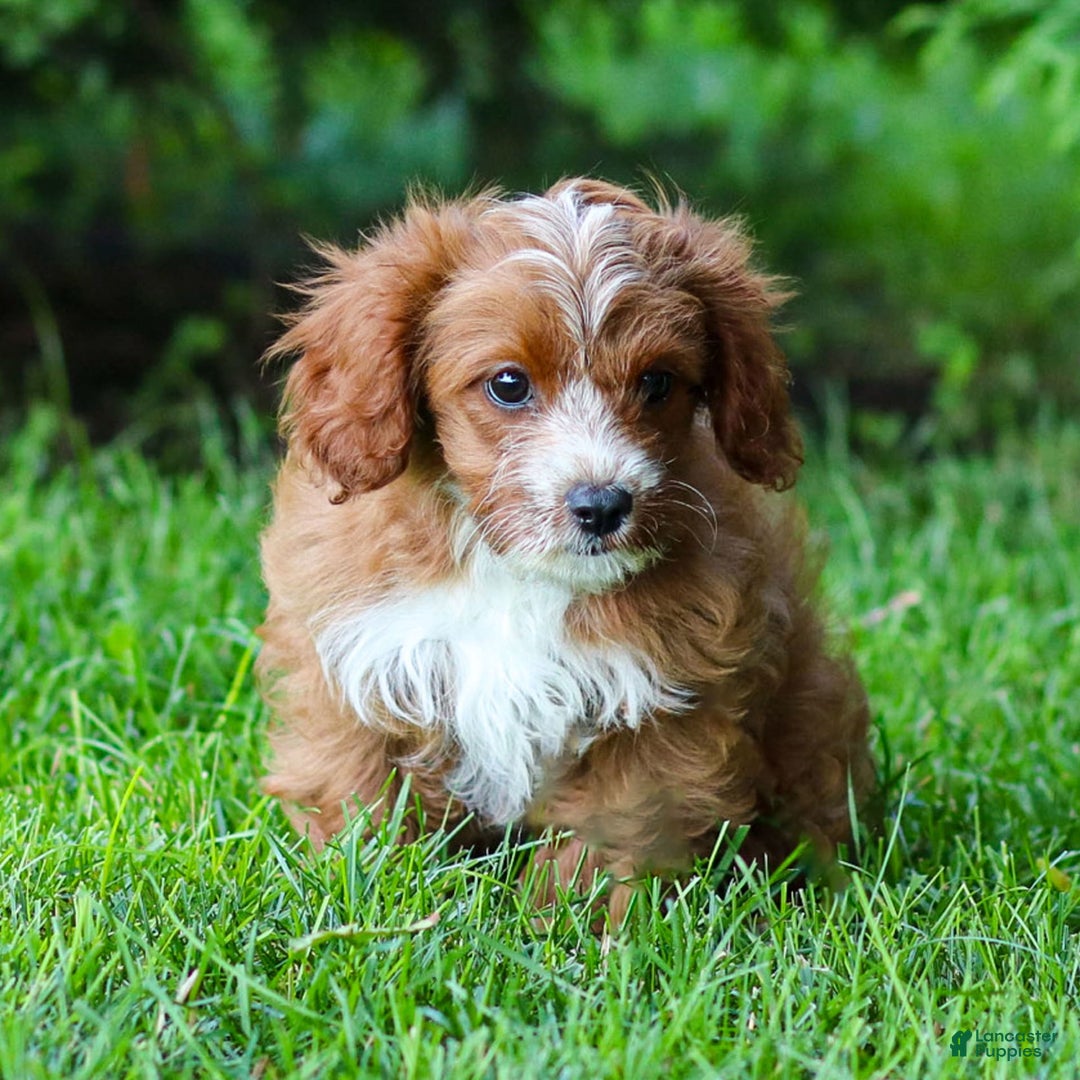 Cavapoo dogs for sale: Poppy - Image 13