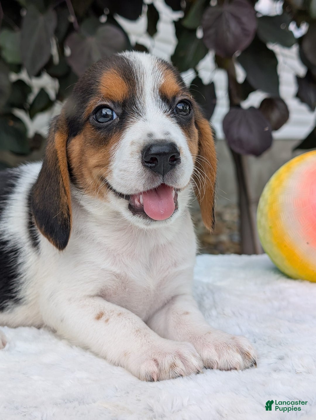 Beagle dogs for sale: Bella - Image 5
