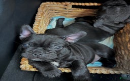 French Bulldog dogs for sale: Thomas - Image 5