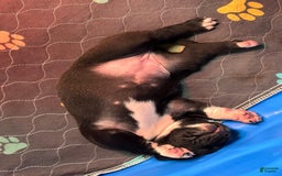 Presa Canario dogs for sale: White Boots - Image 4