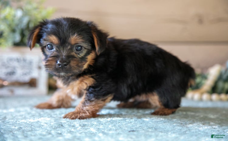 Yorkshire Terrier dogs for sale - Ad 2
