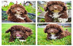Havapoo dogs for sale: Bliss - Image 14