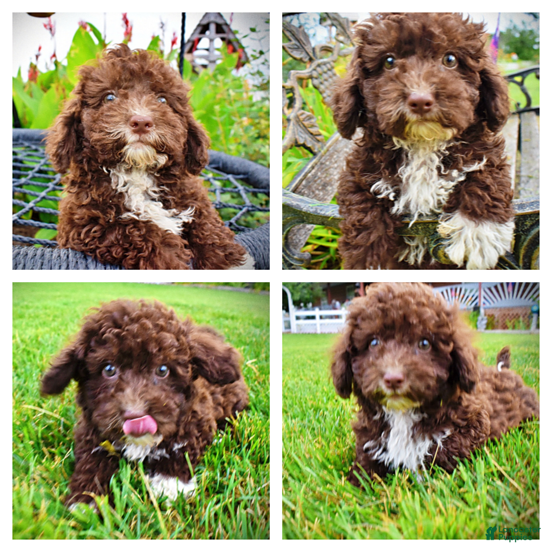 Havapoo dogs for sale: Bliss - Image 14