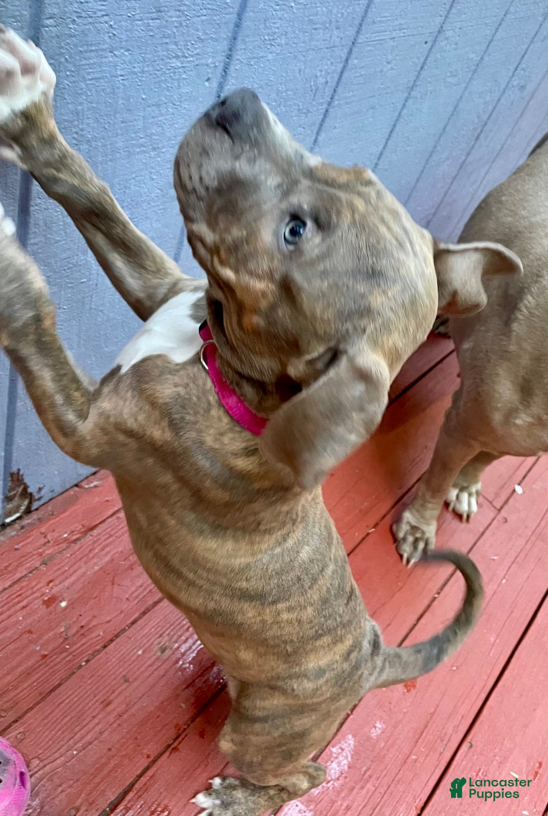 American Bully dogs for sale: Majestic - Image 17