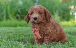 Mini Goldendoodle dogs for sale: Brown Collar - Image 1