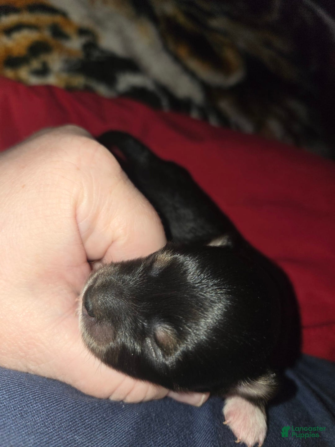 Chihuahua dogs for sale: Long Hair Black/Tan Boy - Image 2