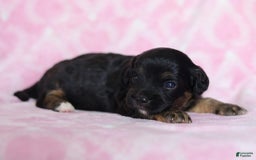 Cavapoo dogs for sale: Grace - Image 2