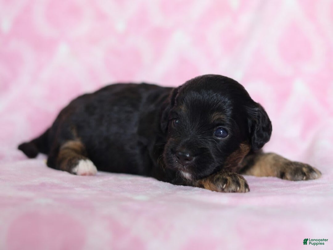 Cavapoo dogs for sale: Grace - Image 2