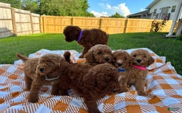 Mini Goldendoodle dogs for sale: Cooper - Image 15