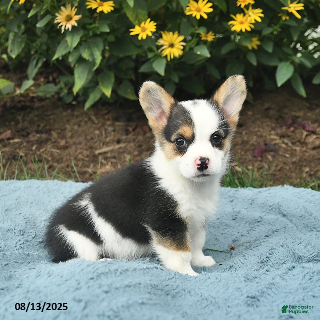 Welsh Corgi Pembroke dogs for sale: Ginger - Image 5