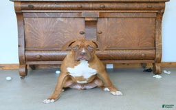 Boxer dogs for sale: Tank Rare Color - Image 2