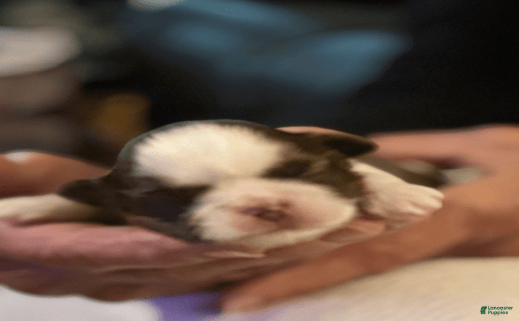 Shih Tzu dogs for sale - Ad 5