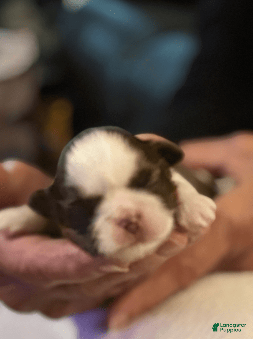 Shih Tzu dogs for sale: Lilly - Image 1