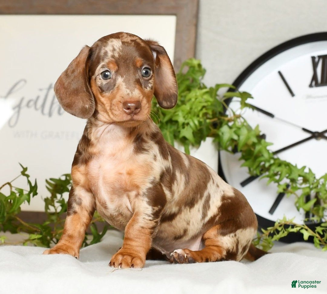 Miniature Dachshund dogs for sale: Gunner - Image 7