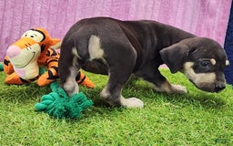 Catahoula Leopard Dog dogs for sale: Tess 2025 Female 3 - Image 10