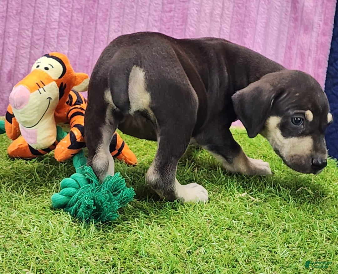 Catahoula Leopard Dog dogs for sale: Tess 2025 Female 3 - Image 10