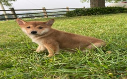 Shiba Inu dogs for sale: Iggy - Image 8