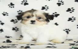 Shorkie dogs for sale: Karl - Image 8