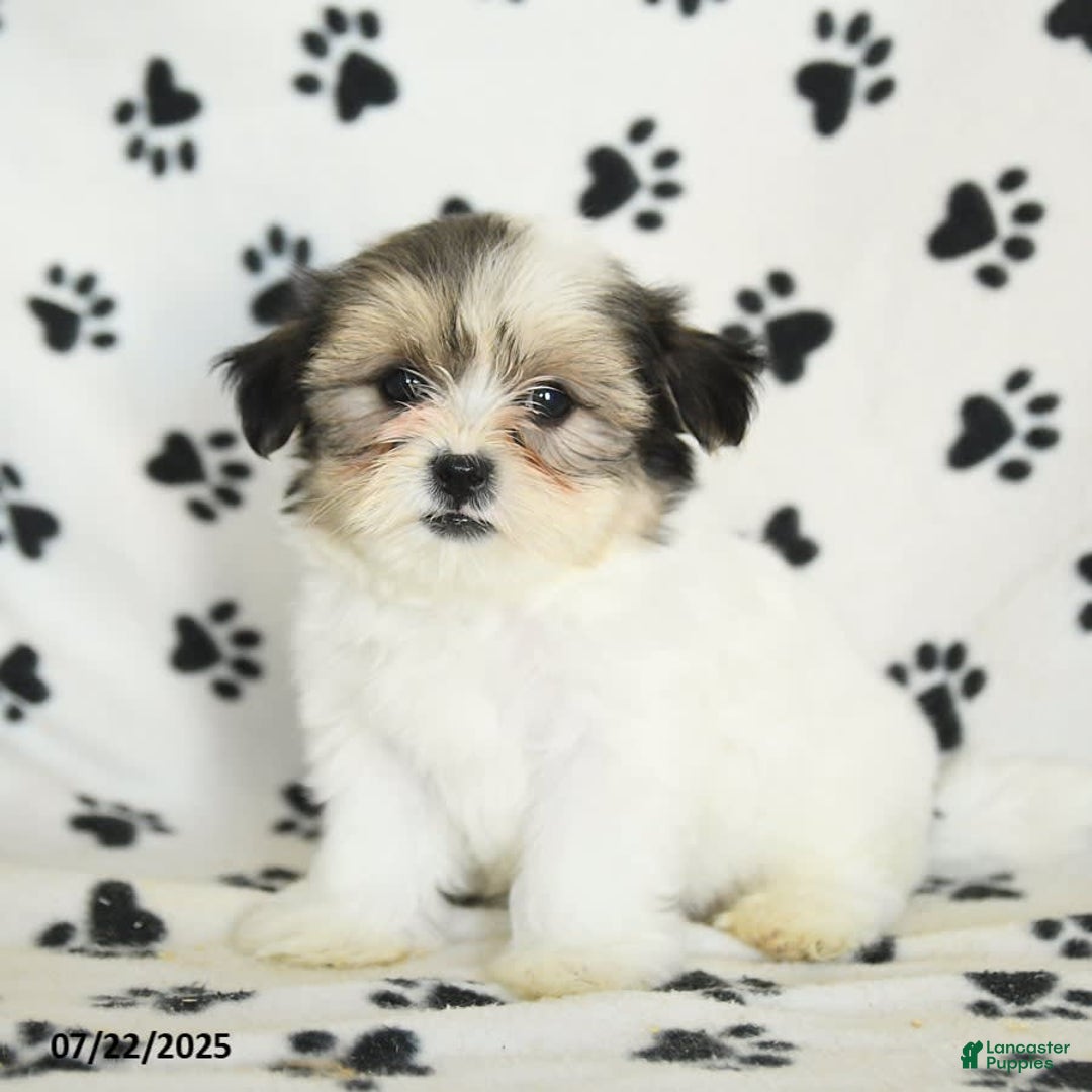 Shorkie dogs for sale: Karl - Image 8